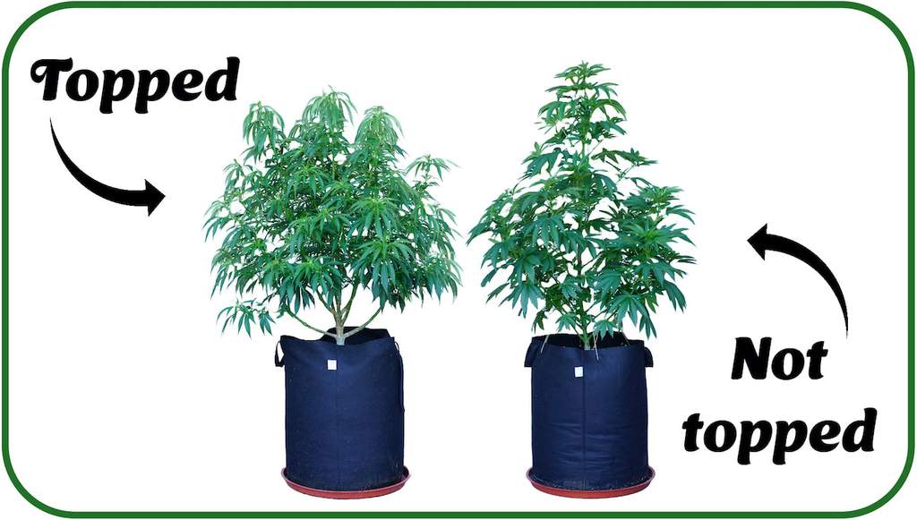topped plant vs non topped cannabis plant