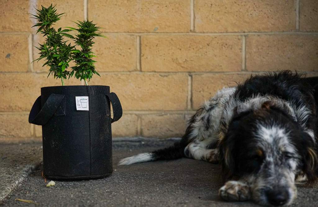 two wimpy weed plants in the same pot with a forlorn dog