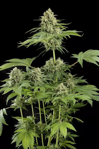 Moby Dick cannabis strain against a black background.