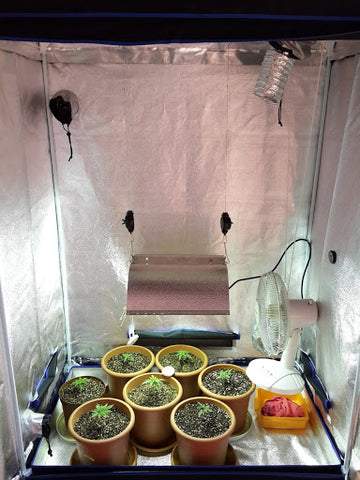 weed grow tent with LED lights