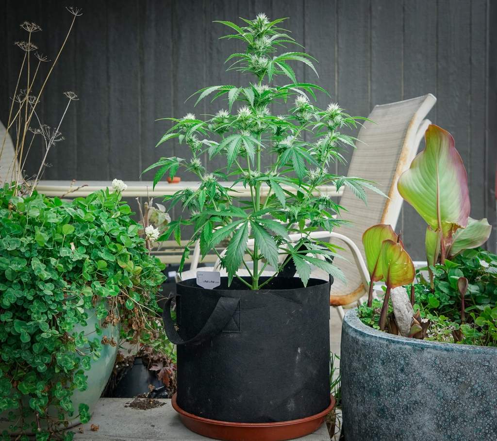 urban outdoor marijuana plant