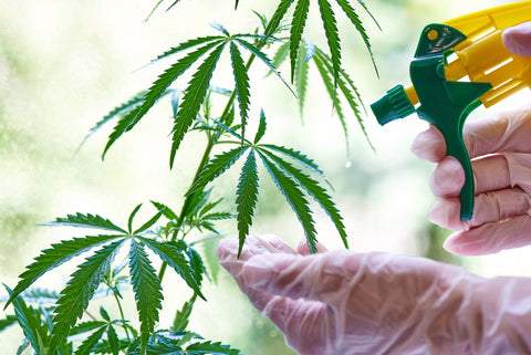 Watering cannabis leaf 