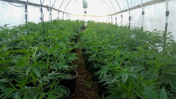 many cannabis plants in a greenhouse