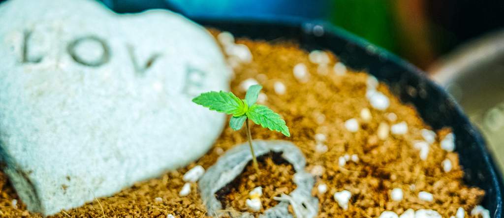 Can you grow a weed plant with just one seed
