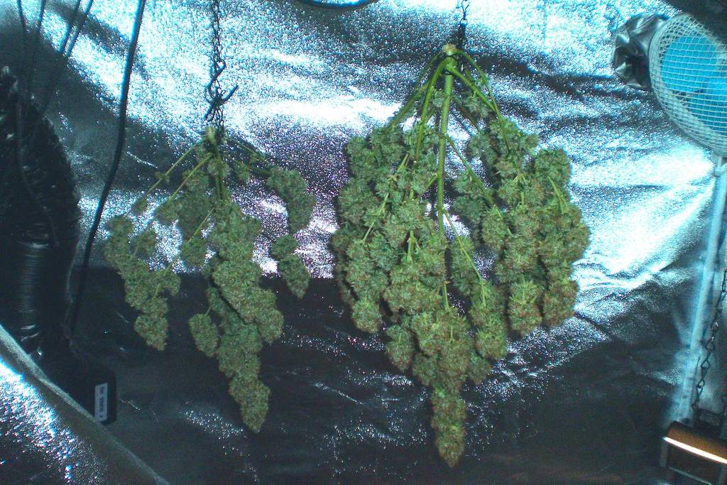 whole plant harvest of weed plants