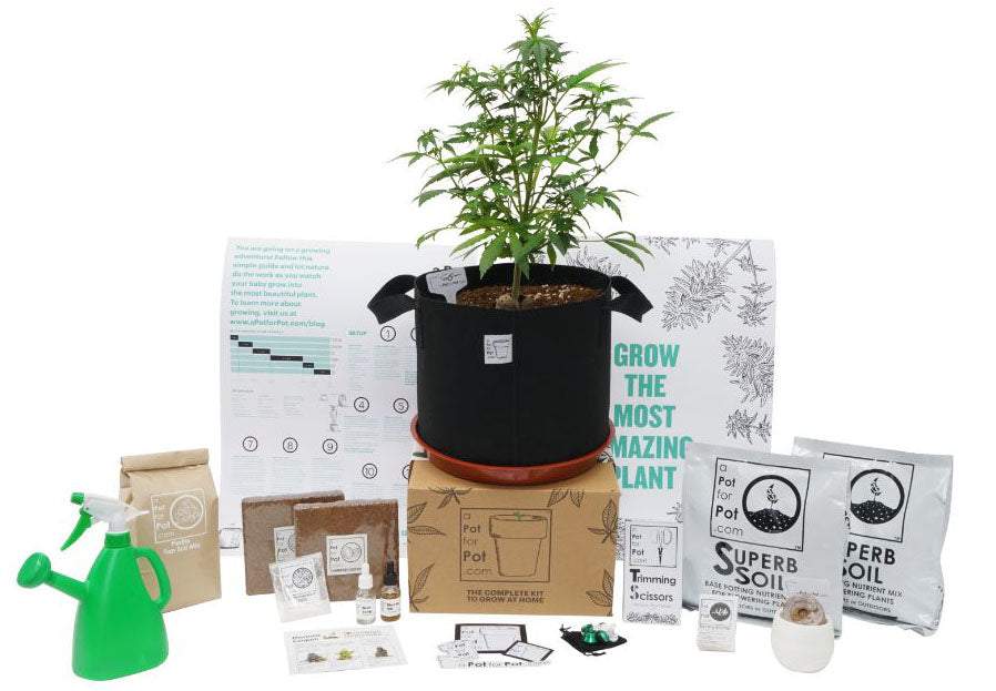 5 gallon weed grow kit with soil and weed growing equipment and a healthy marijuana plant