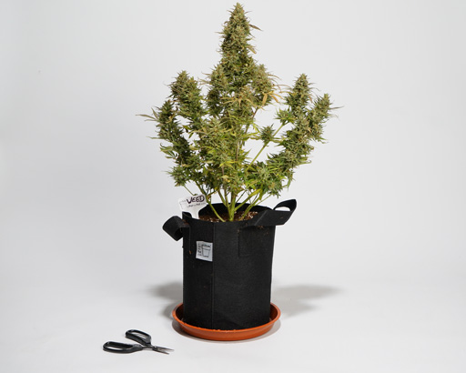 A Pot for Pot Small Complete Pot Grow Kit (2 gallon)