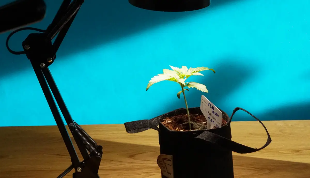 A young cannabis seedling in a small black fabric pot growing indoors on a wooden table under the direct light of a black adjustable LED desk lamp.