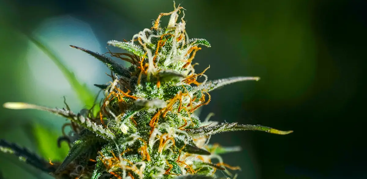 A macro photograph of a cannabis flower bud covered in white and amber pistils and a frosty layer of trichomes.