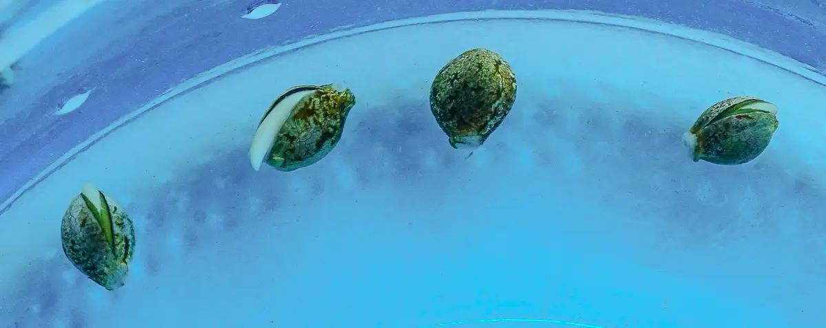 A close-up view of four cannabis seeds submerged in purified water, with one seed clearly showing a white taproot emerging from the shell.