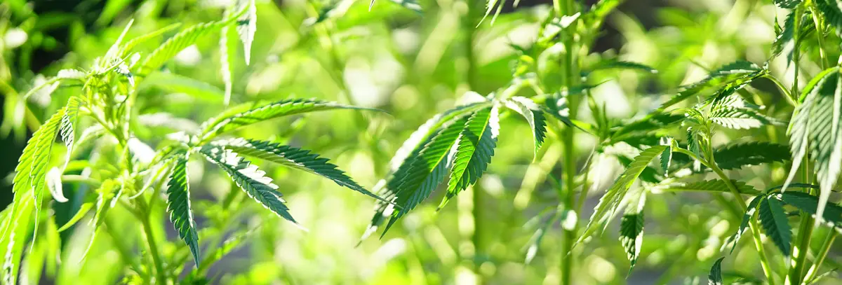 Lush, vibrant green cannabis plants in the vegetative growth stage, showing healthy fan leaves and vigorous growth under bright sunlight.