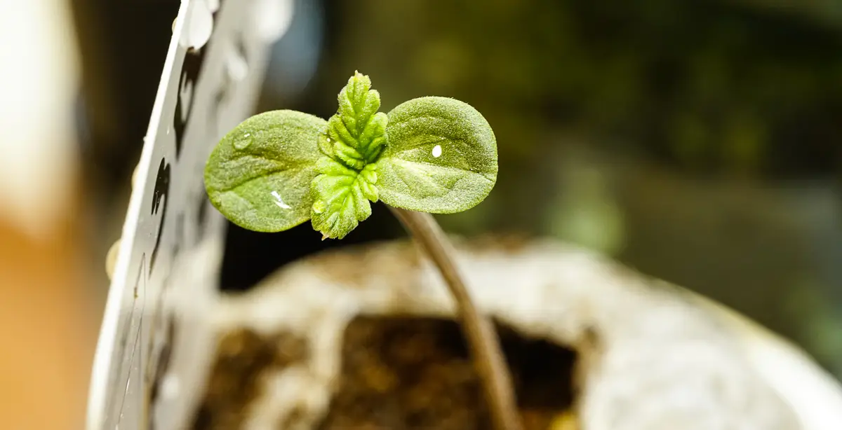 A macro close-up of a vibrant green cannabis seedling sprout with two rounded cotyledon leaves and tiny serrated true leaves beginning to emerge from the center.