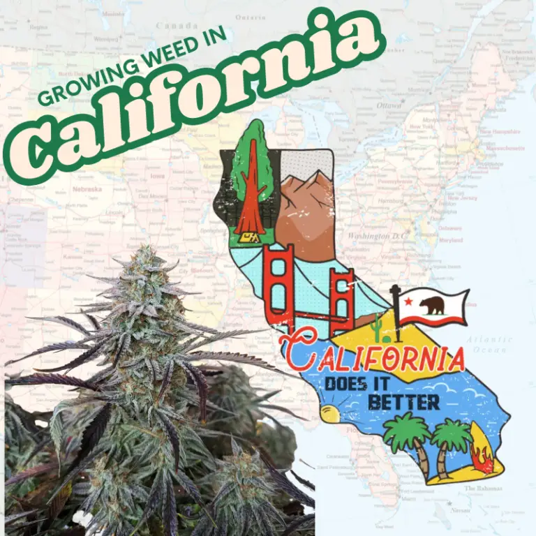 USDA Hardiness Zones map of California highlighting mountain Zones 5, 6, and 7, featuring a cannabis plant and the text 'Growing Weed In California', tailored for high-elevation cultivation