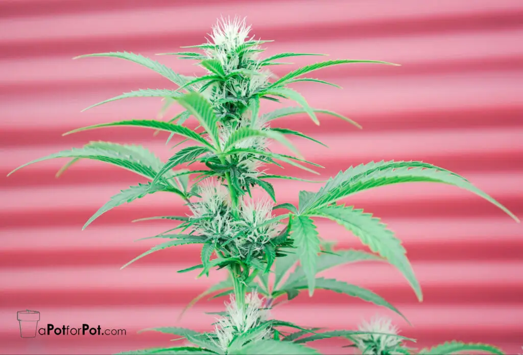 cannabis plant early flower