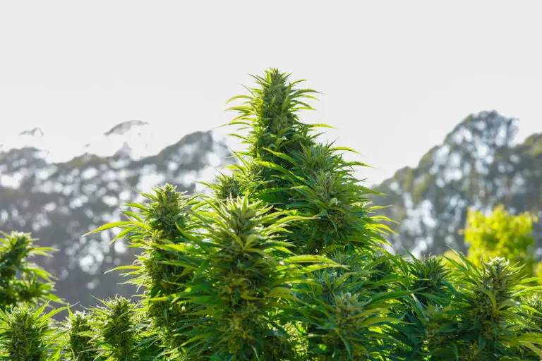 Cannabis plant outside