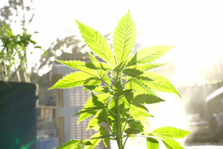 Cannabis outdoors in the spring