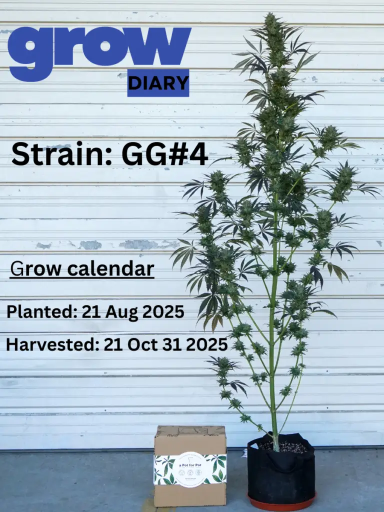 Cannabis outdoor grow diary