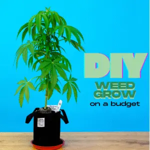 DIY Weed Grow
