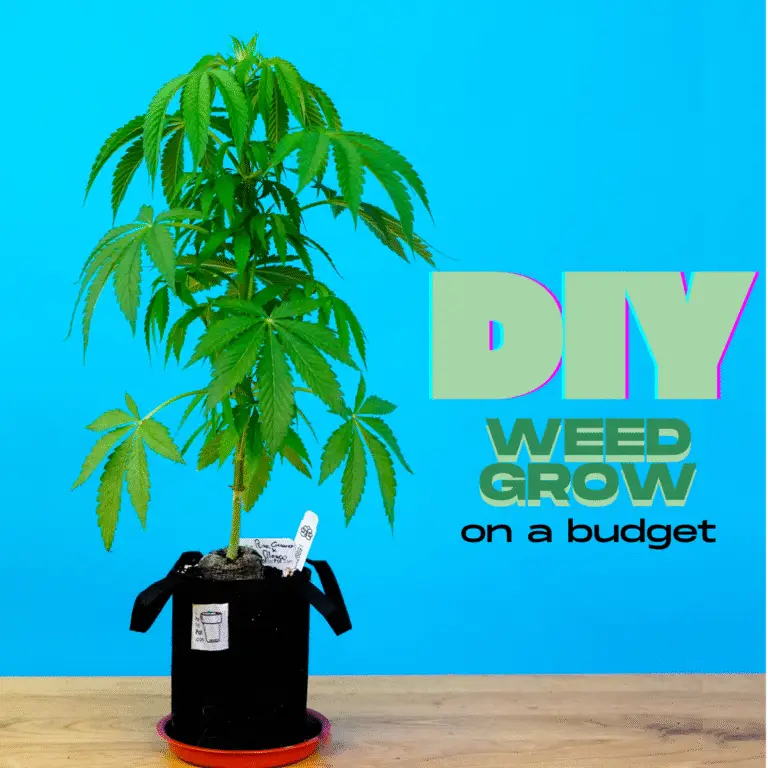 Cannabis plant in an a Pot for Pot fabric pot for a DIY grow on a budget