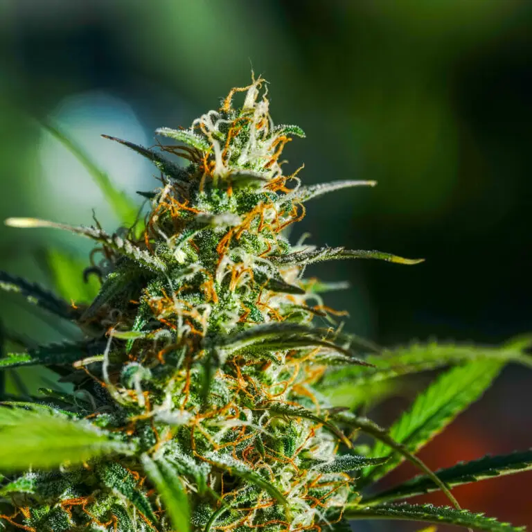 homegrown buds
