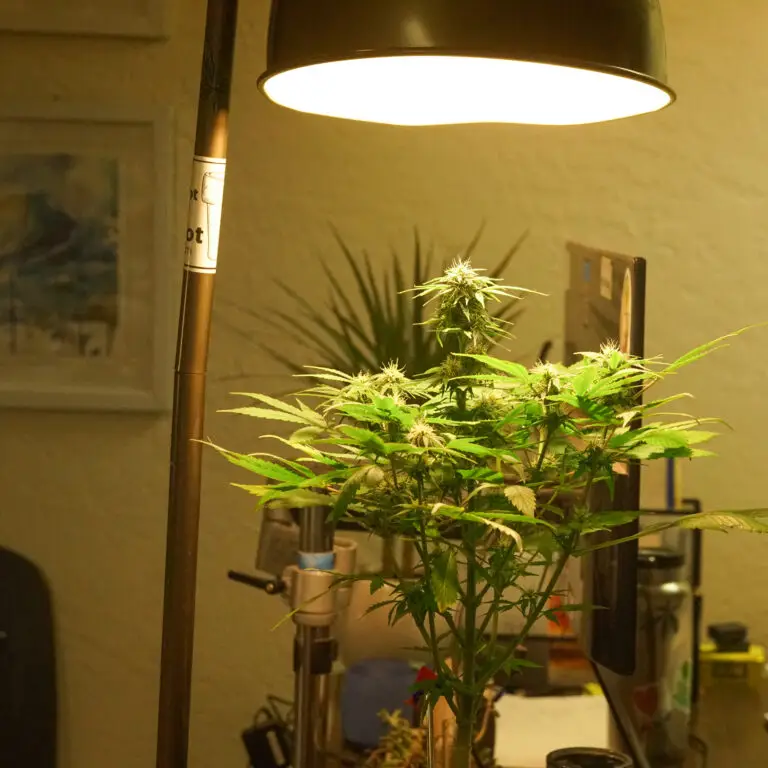 the cheapest grow room
