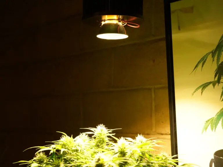 LED COB grow light