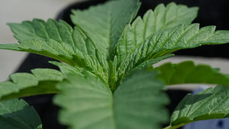 vegging cannabis plants