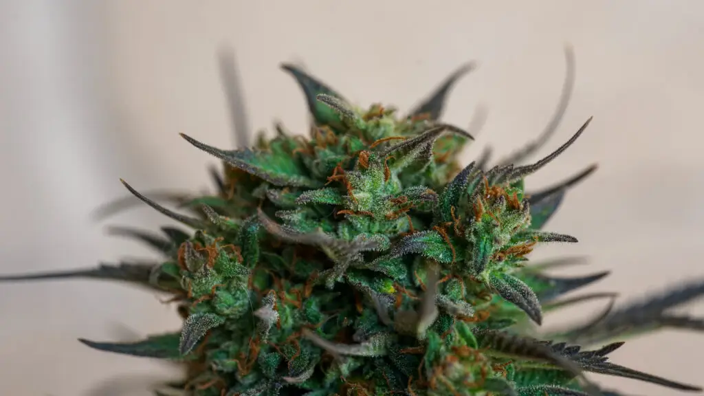 fully flowered cannabis