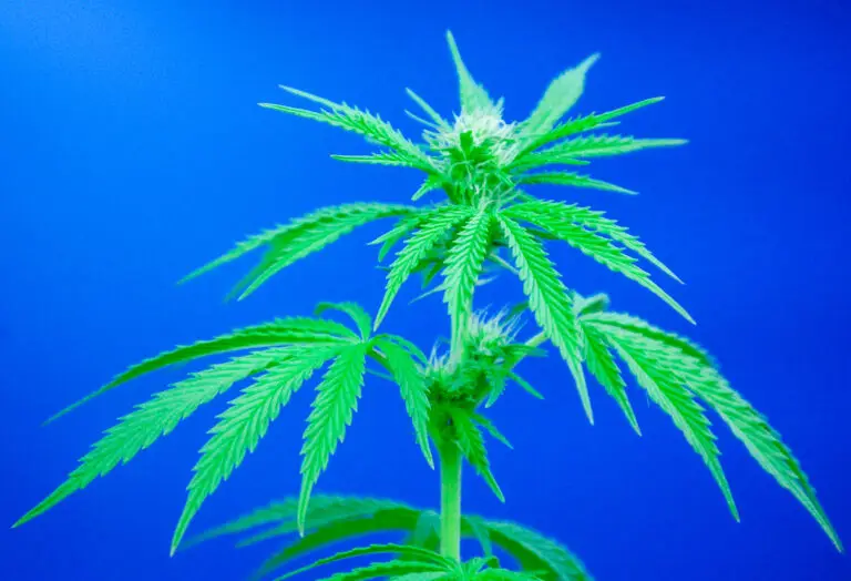 cannabis early flowering