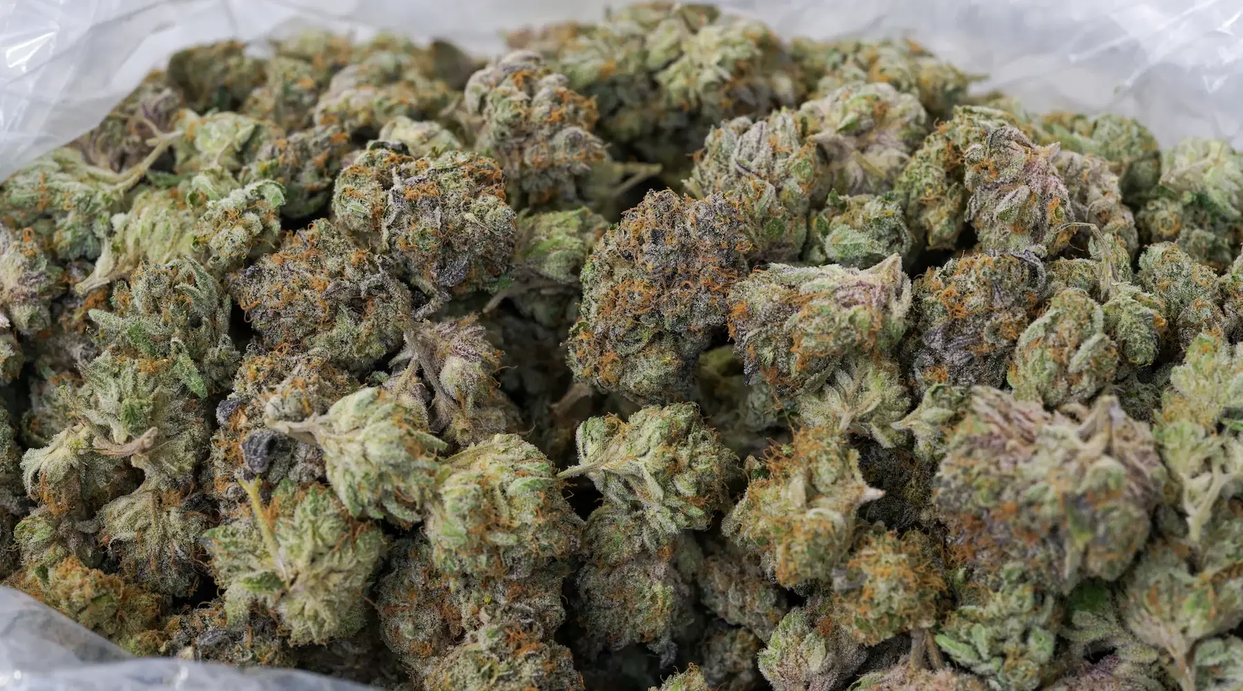 A close-up view of a large bag filled with fresh Runtz cannabis buds, showcasing vibrant purple hues, lime green colors, and bright orange pistils.