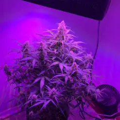 a pot for pot in a closet under LED