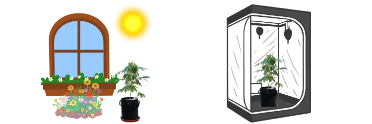 Where to grow small weed plants on a windowsill or in a grow tent icons