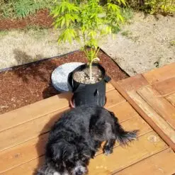 Patio pot grow from loyal customer