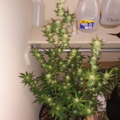 Customer photo of a cannabis plant growing in a bathroom using a Pot for Pot 5 gallon complete kit near a bathtub.
