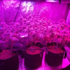 indoor grow tent a pot for pot