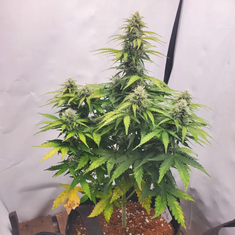 Customer cannabis grow: flowering plant in a tent
