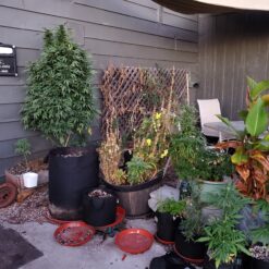 weed growing on a patio