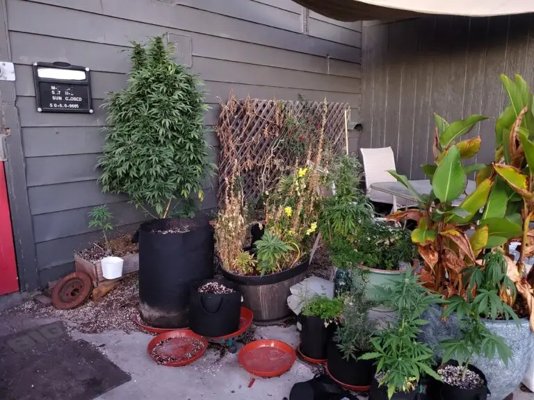 Customer cannabis grow: garden-corner grow by the house