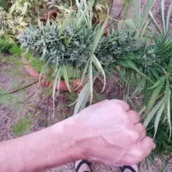 Big cannabis buds from outdoor grow