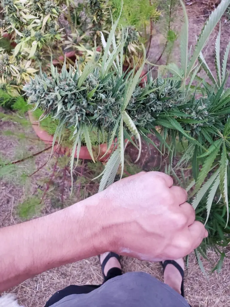 Customer cannabis grow: fist-sized outdoor buds