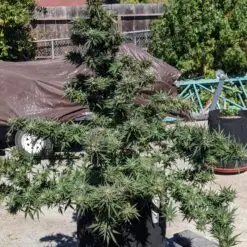 early flowering cannabis plant size outdoor grow