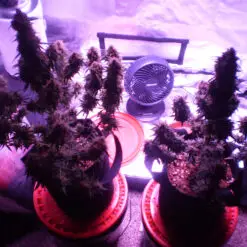 indoor a pot for pot tent grow