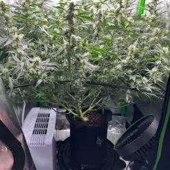 2 gallon a pot for pot grow in a tent
