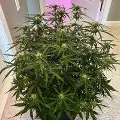 Massive flowering cannabis plant with heavy buds growing in an indoor grow tent using a Pot for Pot complete soil kit.