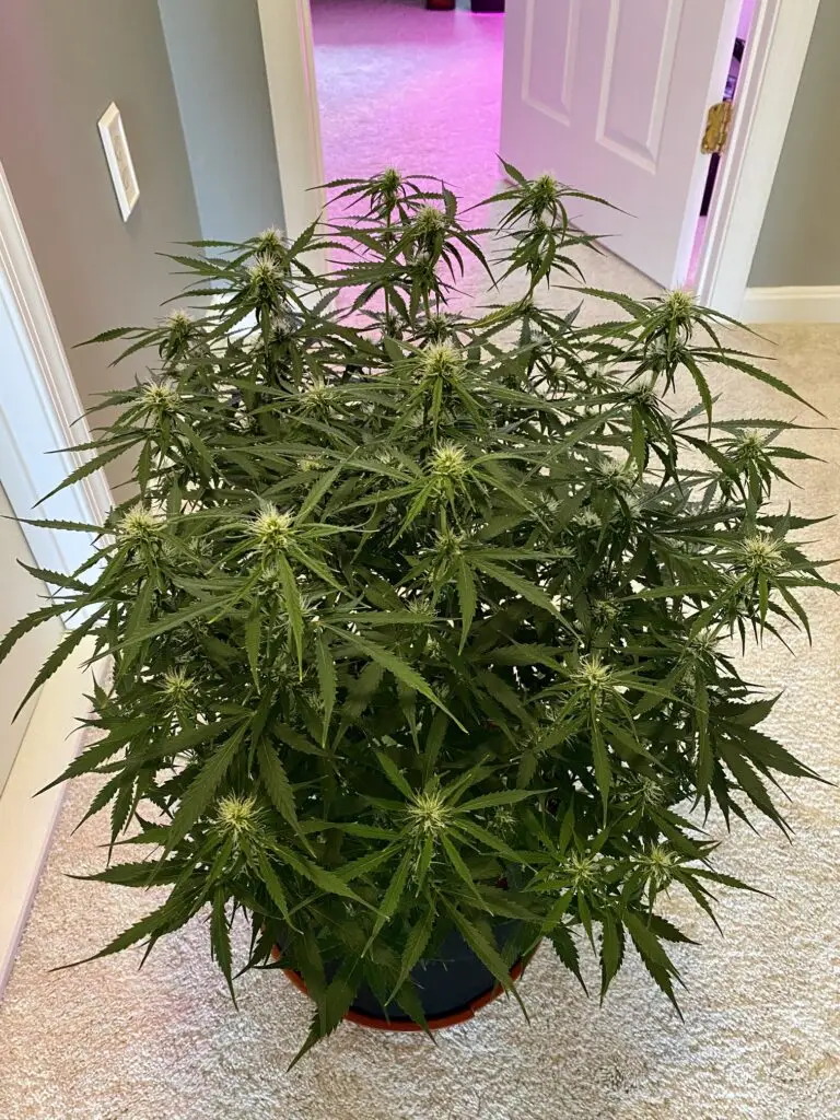 Customer cannabis grow: big flowering plant in a hallway