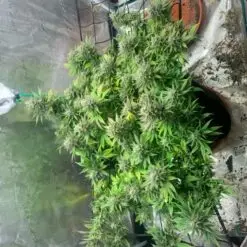 Customer cannabis plant trained with a trellis net (ScROG) in a grow tent using the a Pot for Pot 5 gallon kit.