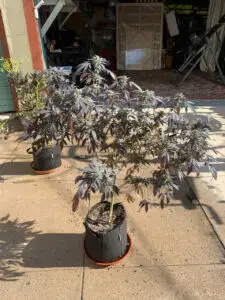 patio cannabis plant