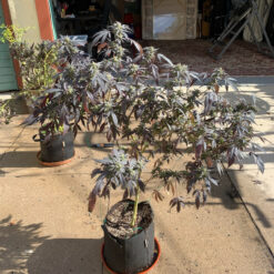 patio cannabis plant