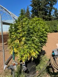 giant outdoor cannabis plants from a customer of a pot for pot