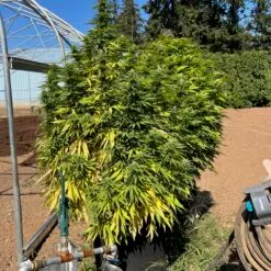 giant outdoor cannabis plants from a customer of a pot for pot